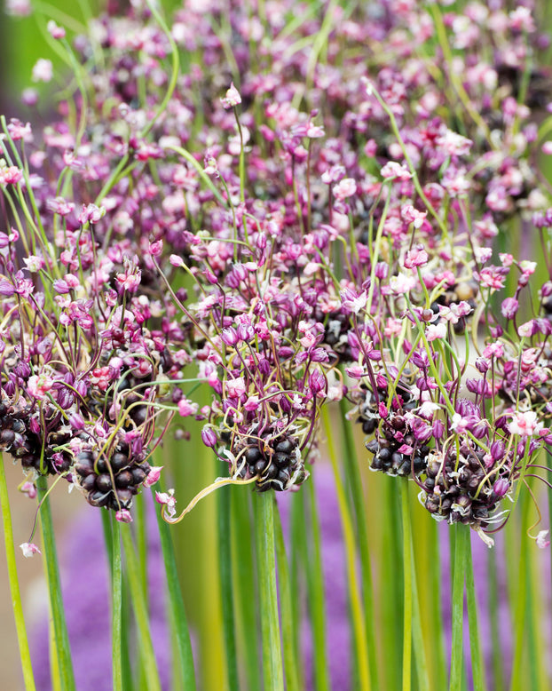 Allium 'Art'