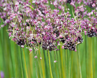 Allium 'Art' Allium 'Art'