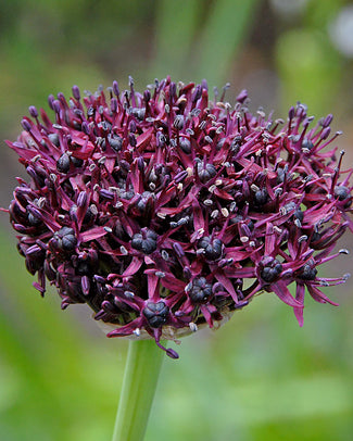 Allium atropurpureum Allium atropurpureum