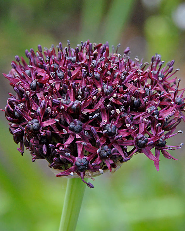 Allium atropurpureum