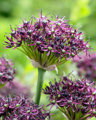 Allium atropurpureum Allium atropurpureum