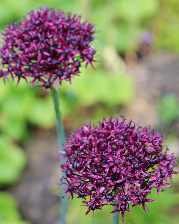 Allium atropurpureum