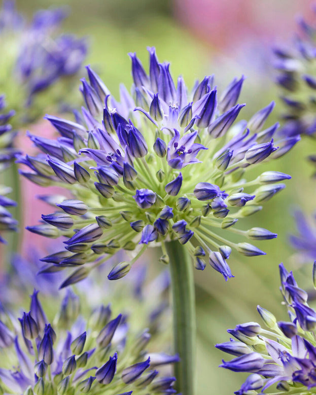 Allium litvinovii 'Blue Monday'