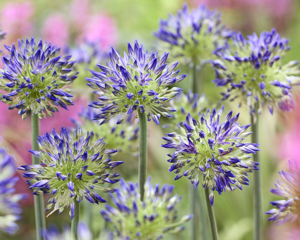Allium 'Blue Monday'