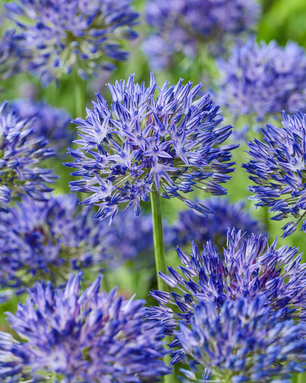 Allium litvinovii 'Blue Monday'