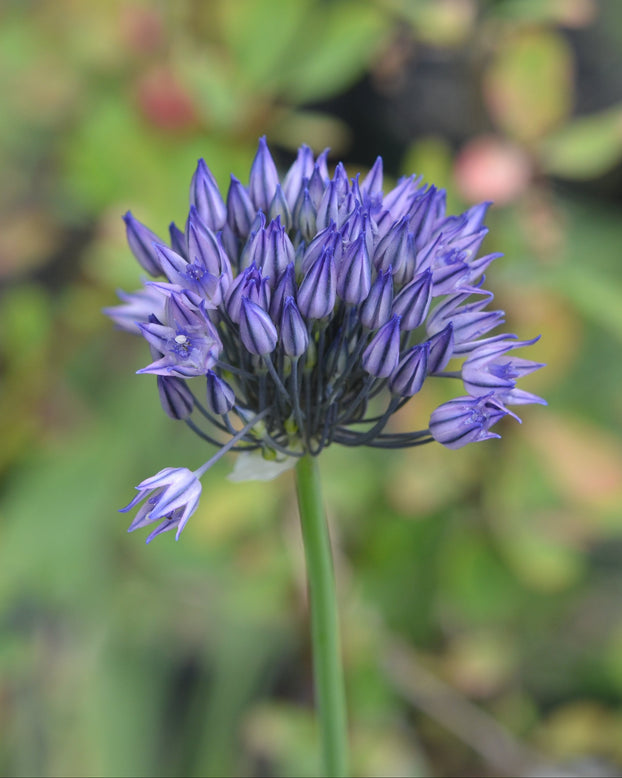 Allium 'Blue Monday'