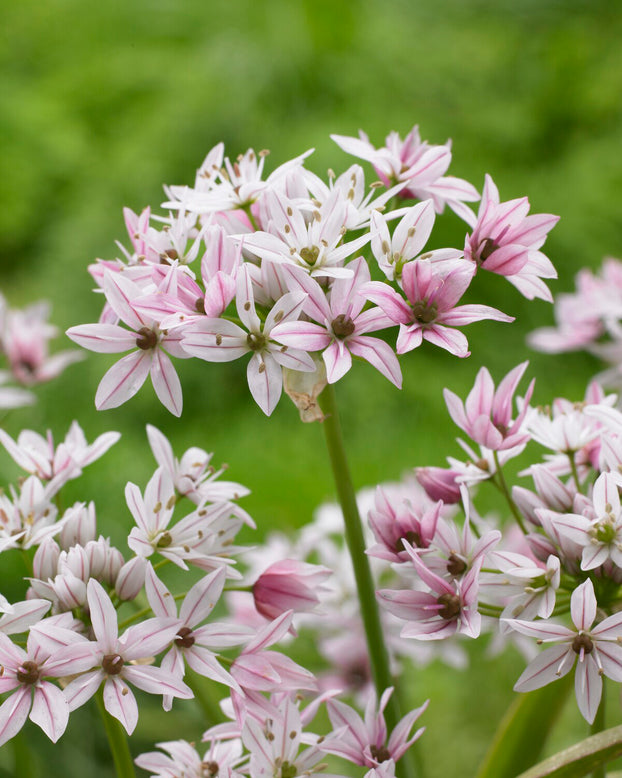 Allium 'Cameleon'