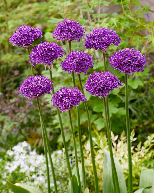 Allium 'Chicago'