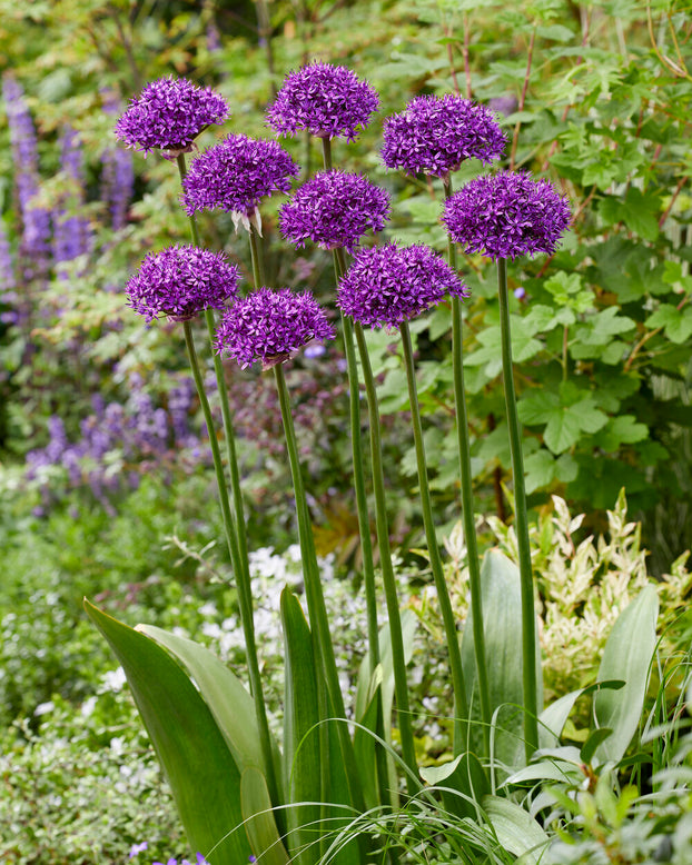 Allium 'Chicago'