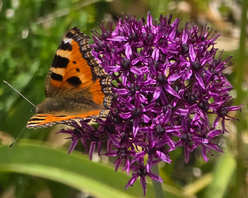 Allium 'Chicago'