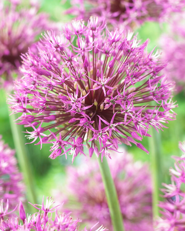 Allium jesdianum 'Early Emperor'