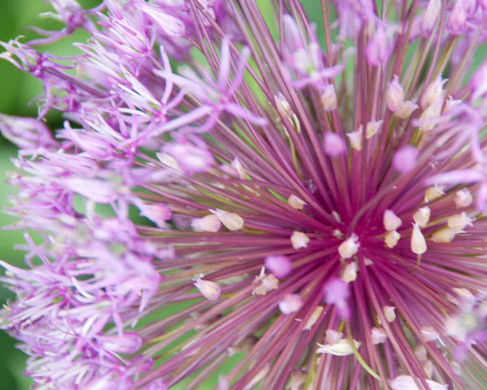 Allium 'Early Emperor'