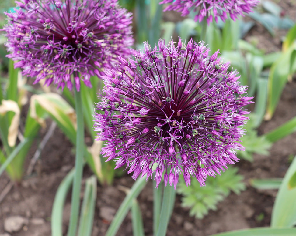 Allium 'Early Emperor'