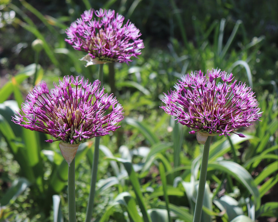 Allium 'Early Emperor'