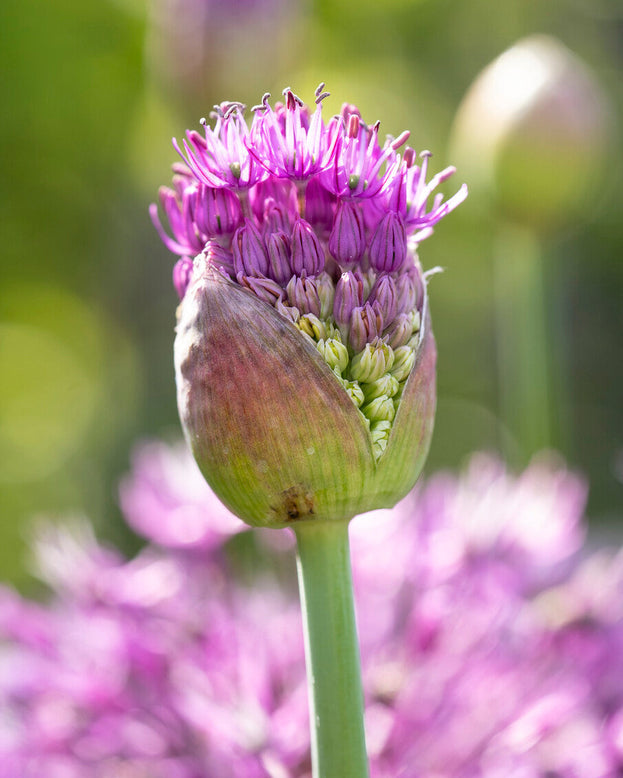 Allium 'Early Emperor'