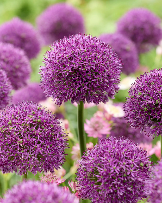 Allium 'Gladiator Sensation'