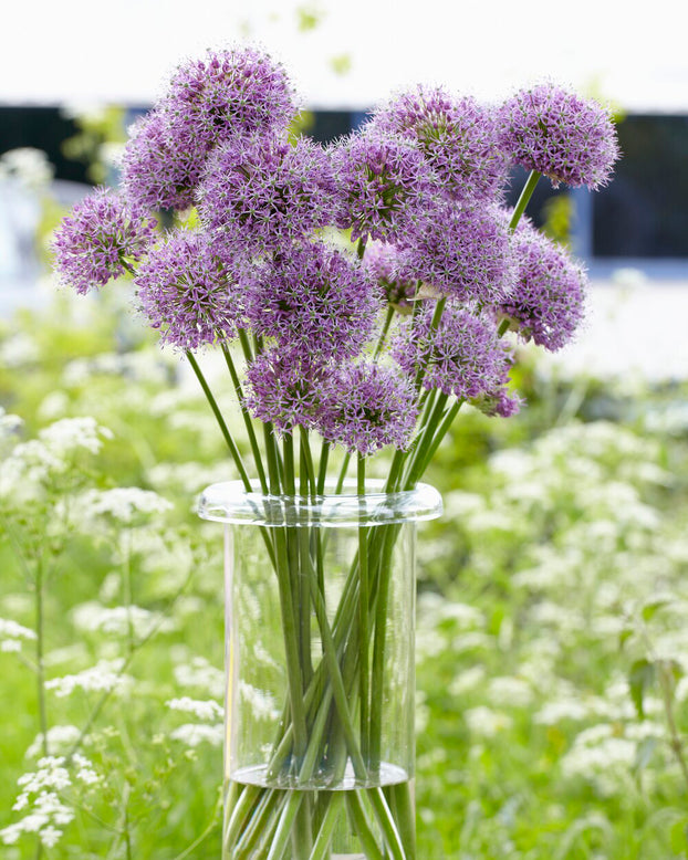Allium 'Glory of Pamir'