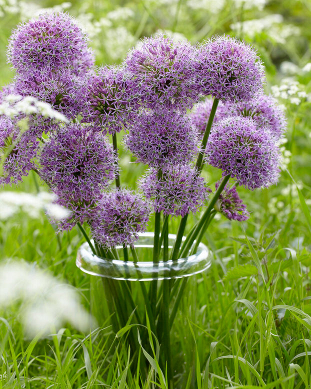Allium 'Glory of Pamir'