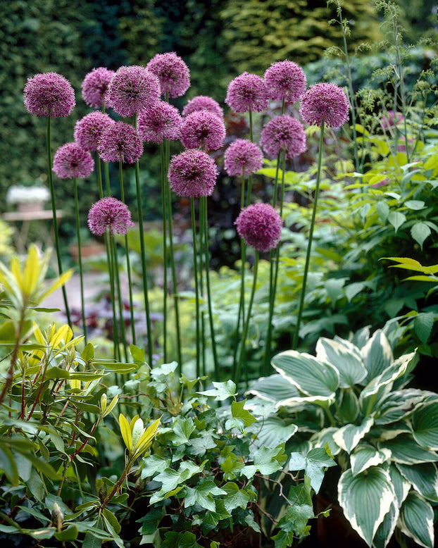 Allium 'Glory of Pamir'