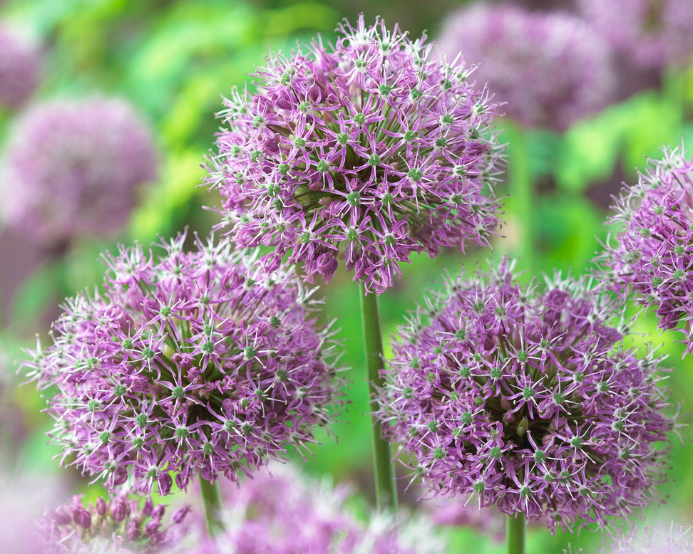 Allium 'Glory of Pamir'