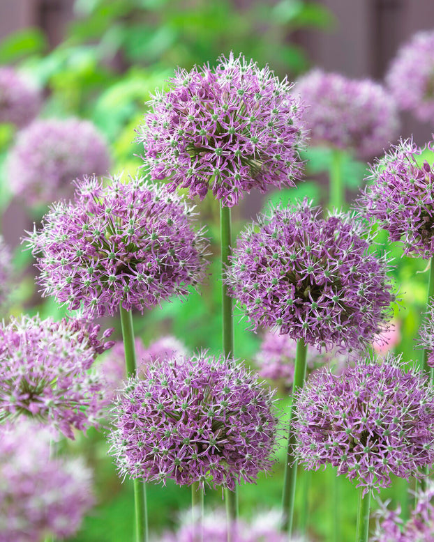 Allium 'Glory of Pamir'