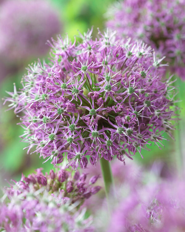 Allium 'Glory of Pamir'