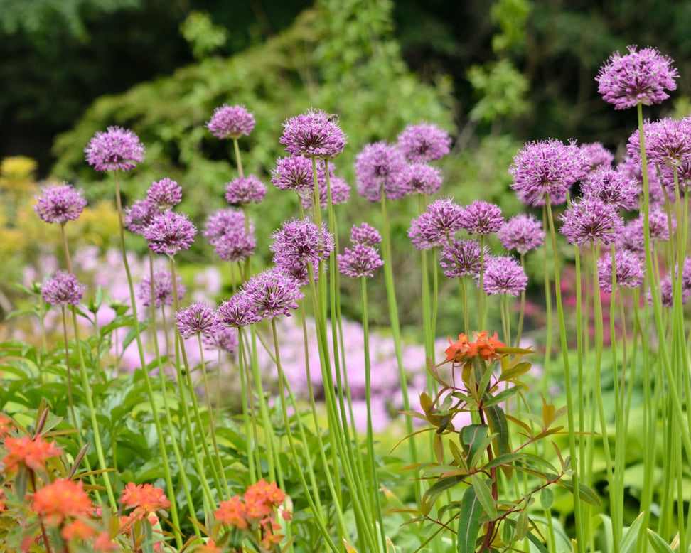 Allium 'Glory of Pamir'