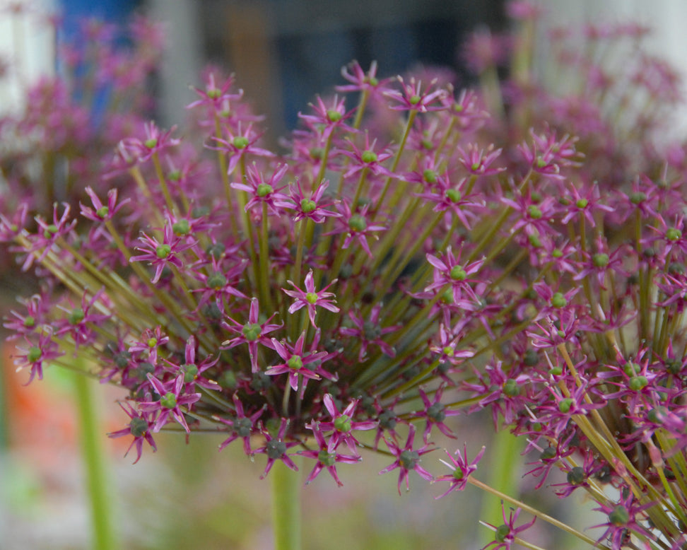 Allium 'Miami'