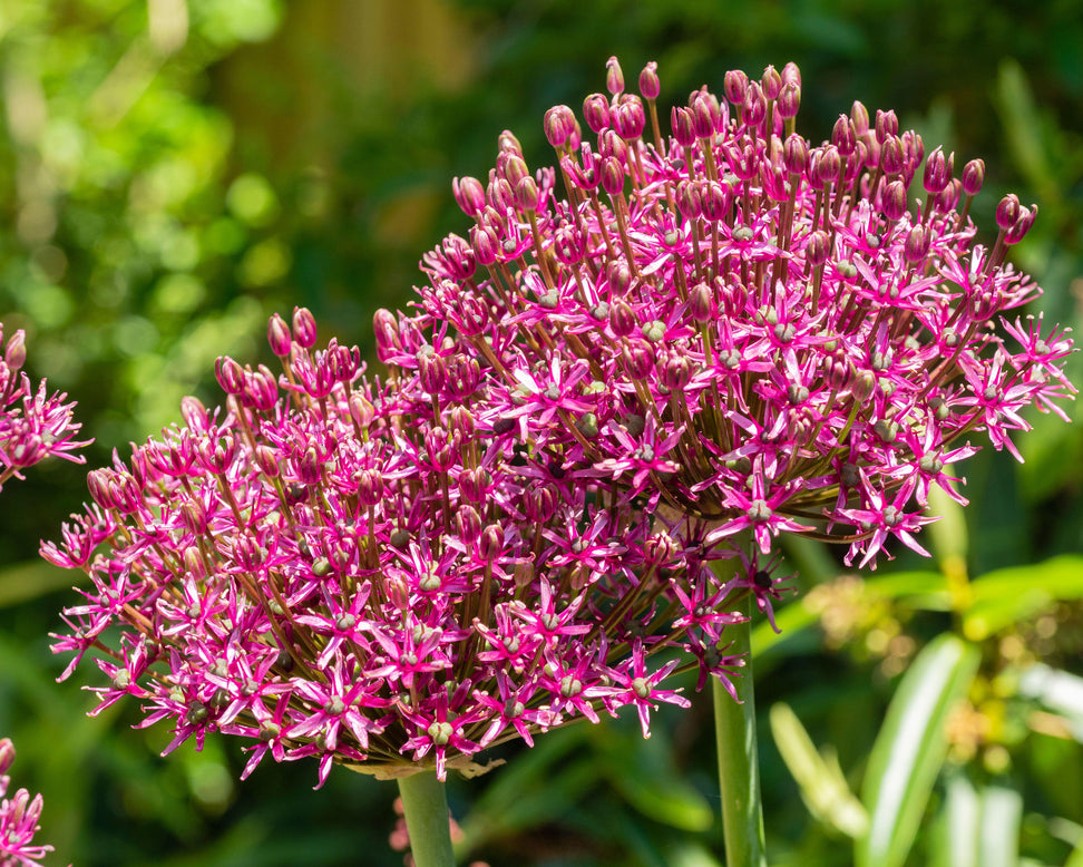 Allium 'Miami'