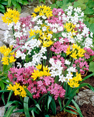 Allium 'Species Mix' Allium 'Species Mix'