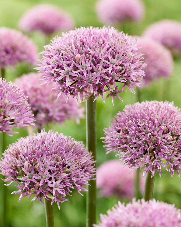 Allium 'New York'