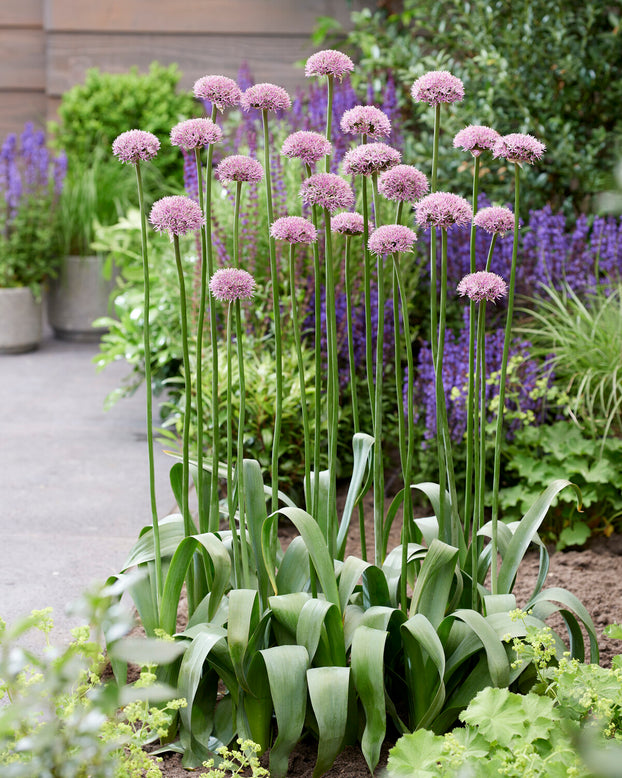 Allium 'New York'