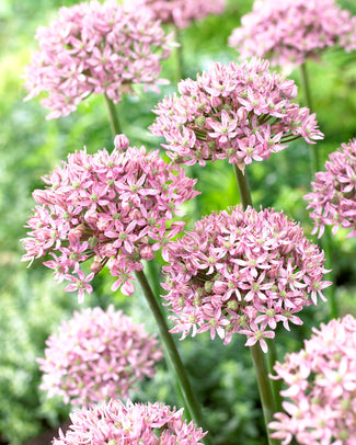Allium 'Pink Jewel' Allium 'Pink Jewel'