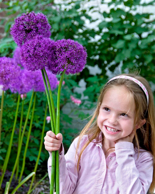 Allium 'Purple Sensation'