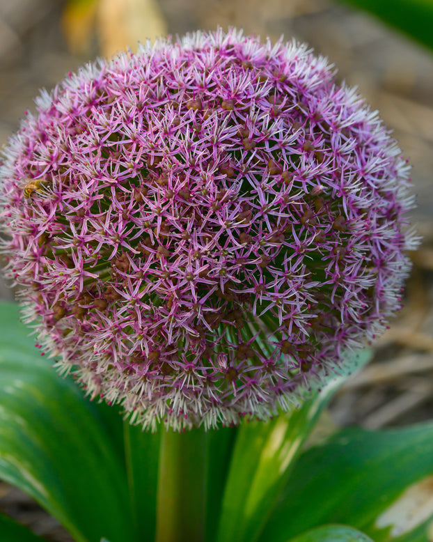 Allium 'Red Giant Star'