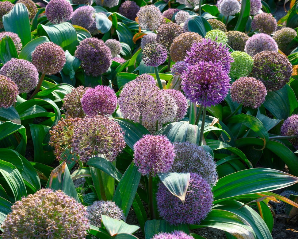 Allium 'Red Giant Star'