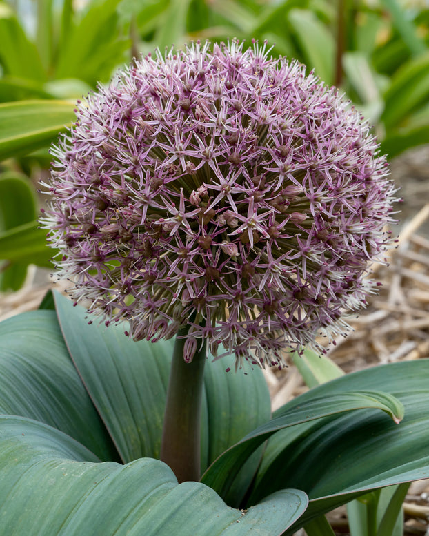Allium 'Red Giant Star'