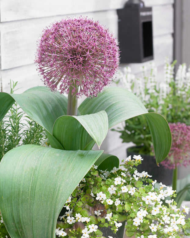 Allium 'Red Giant Star'