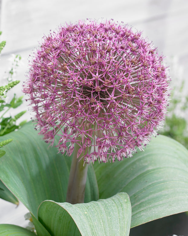 Allium 'Red Giant Star'