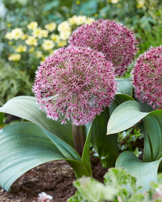 Allium 'Red Giant Star'