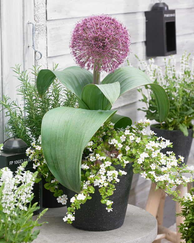 Allium 'Red Giant Star'