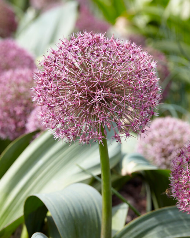 Allium 'Red Giant Star'