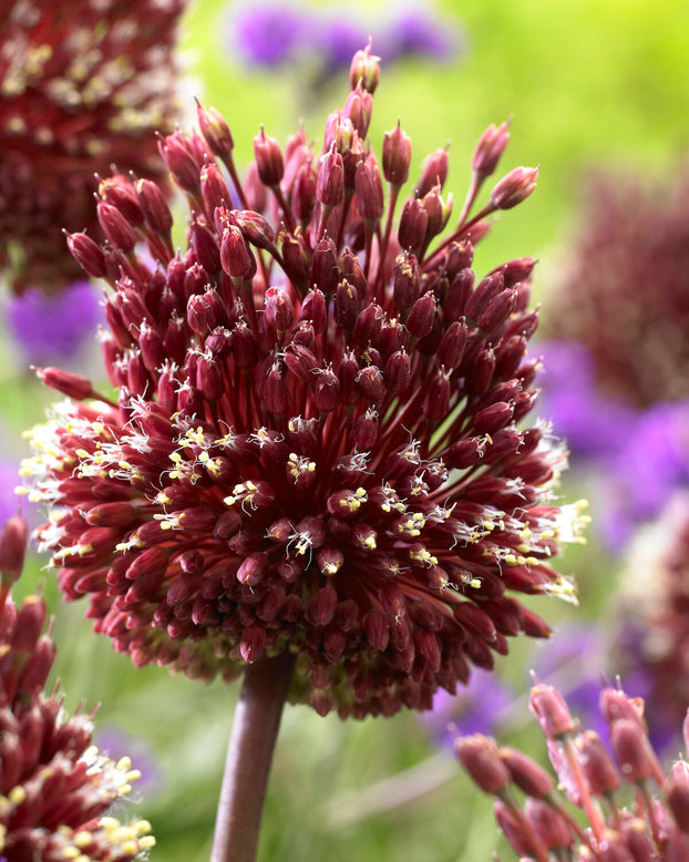 Allium 'Red Mohican'