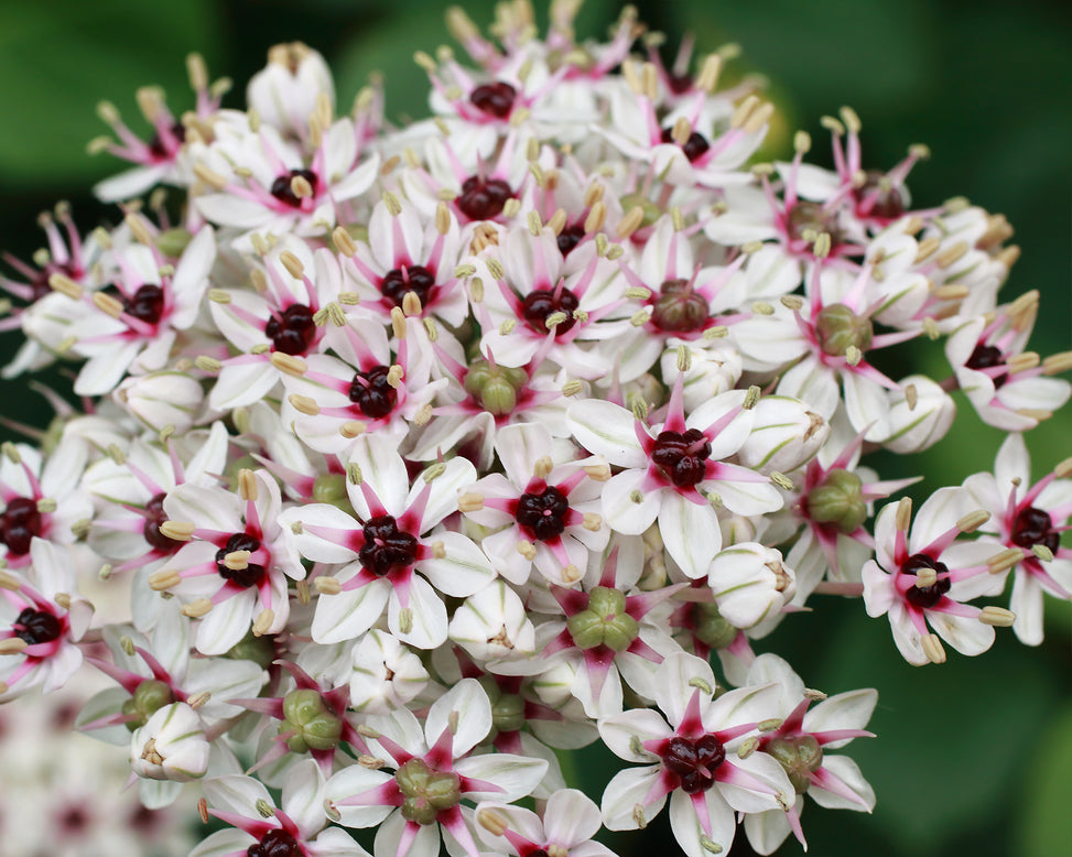 Allium 'Silver Spring'