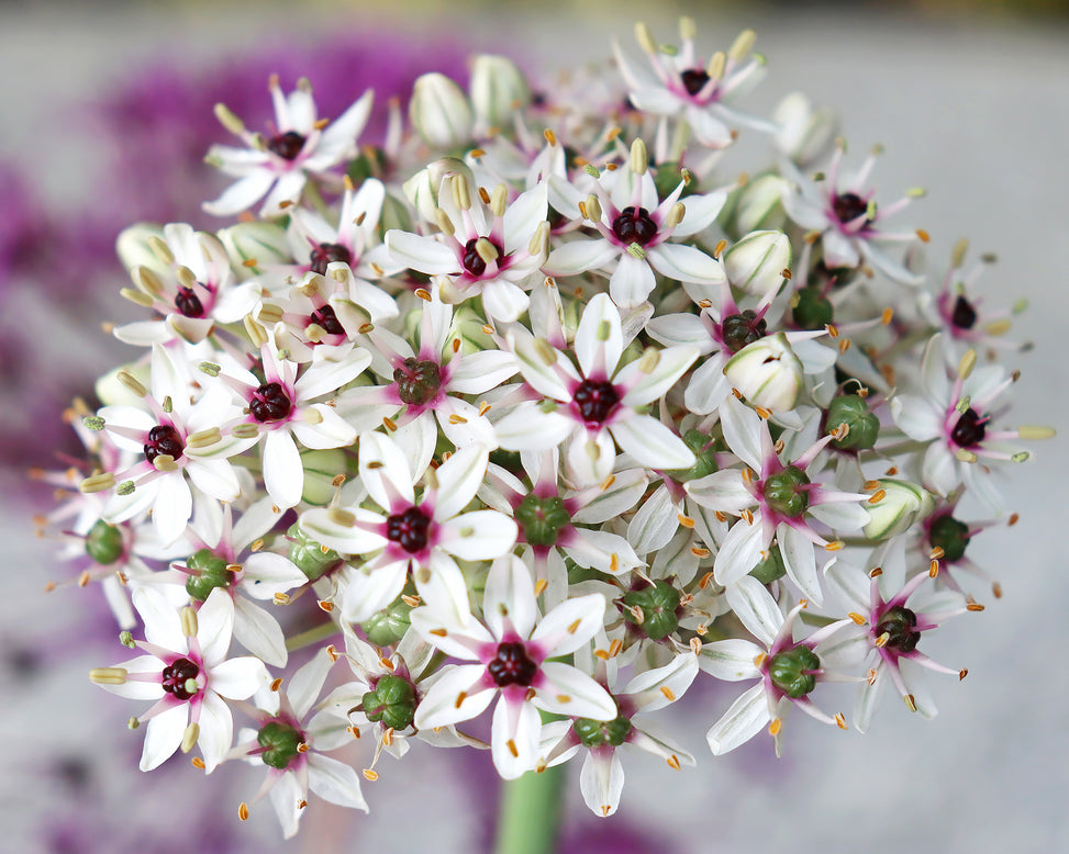 Allium 'Silver Spring'