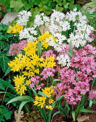 Allium 'Species Mix' Allium 'Species Mix'