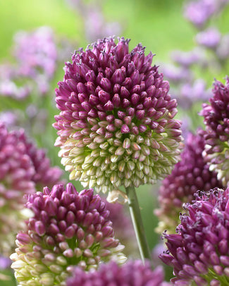 Allium sphaerocephalon Allium sphaerocephalon