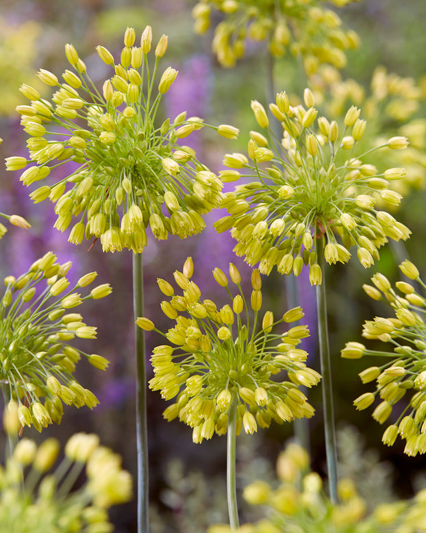 Allium 'Yellow Fantasy'