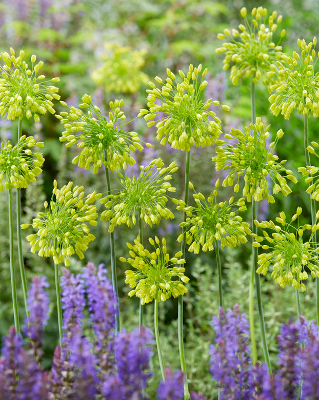 Allium 'Yellow Fantasy'
