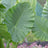 Alocasia odora